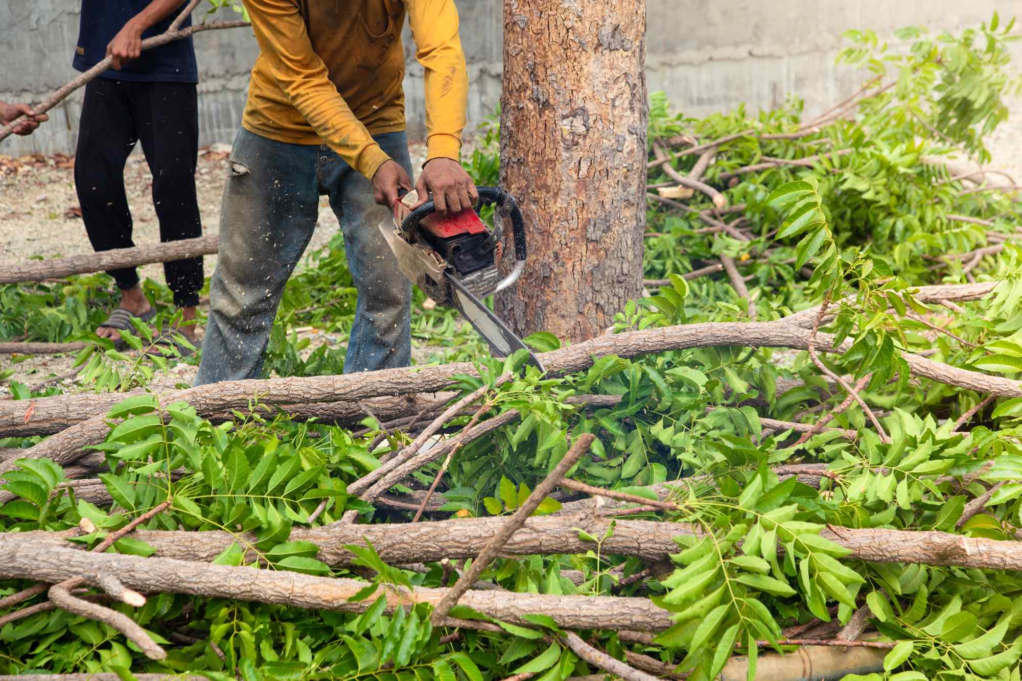 residential Tree services