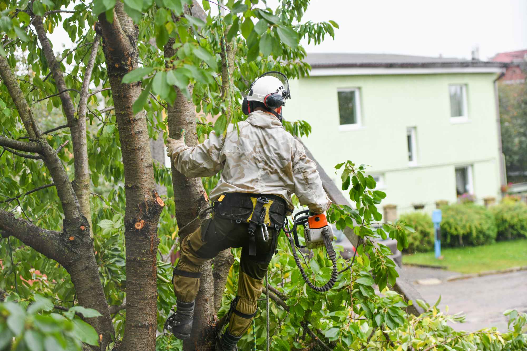 Tree Lopping