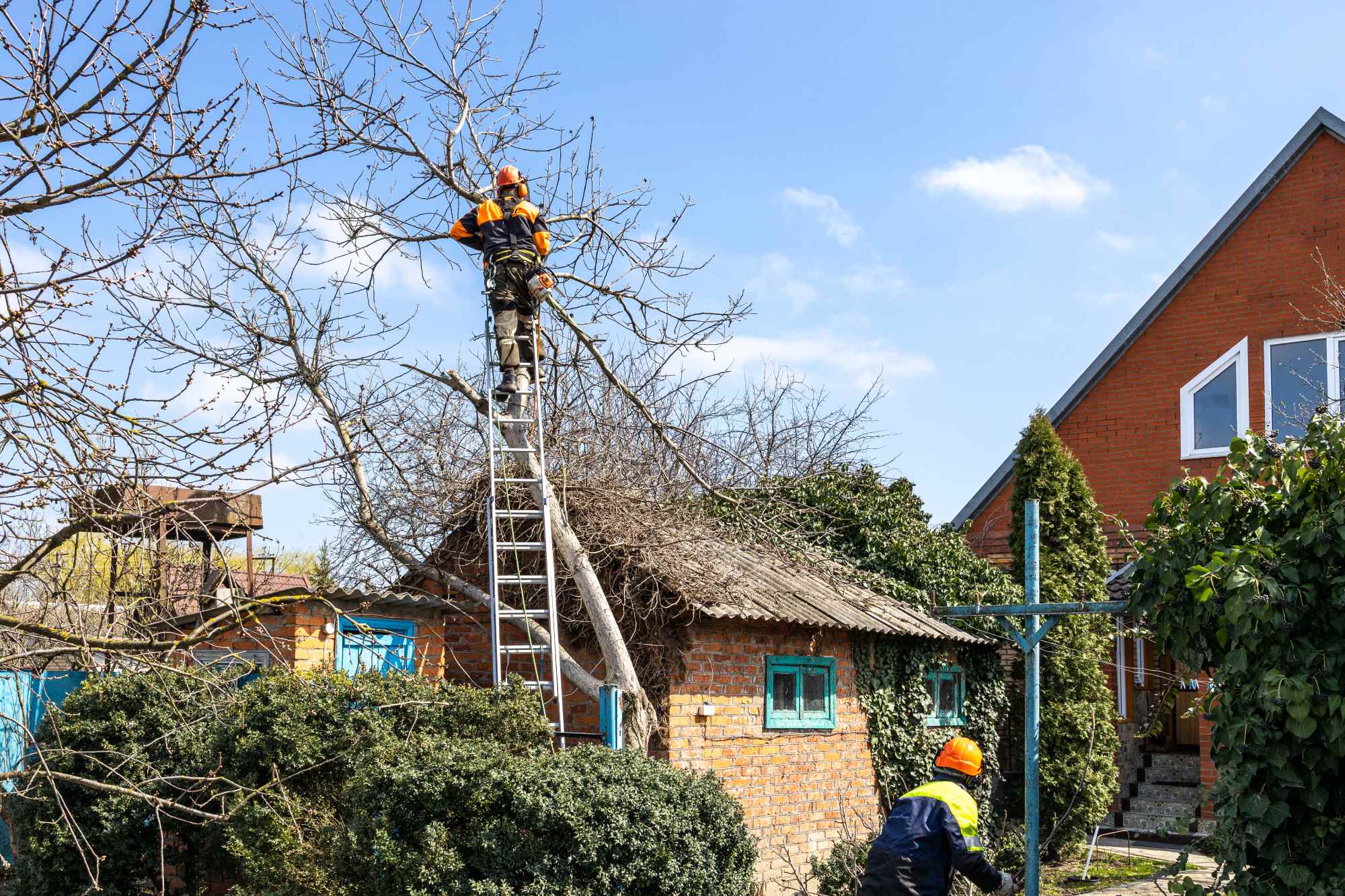Tree Pruning
