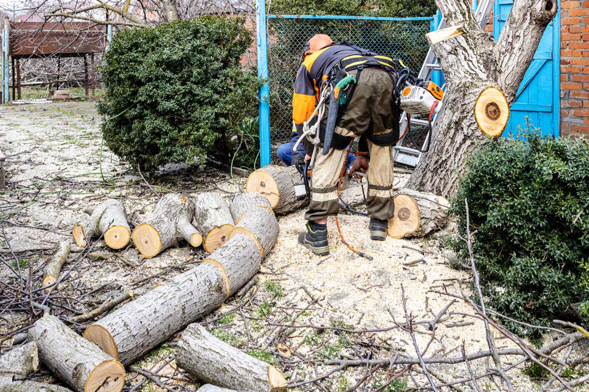 Tree Removal